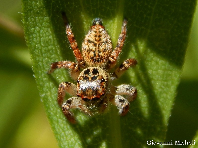 Carrhotus xanthogramma, femmina - Magenta (MI)